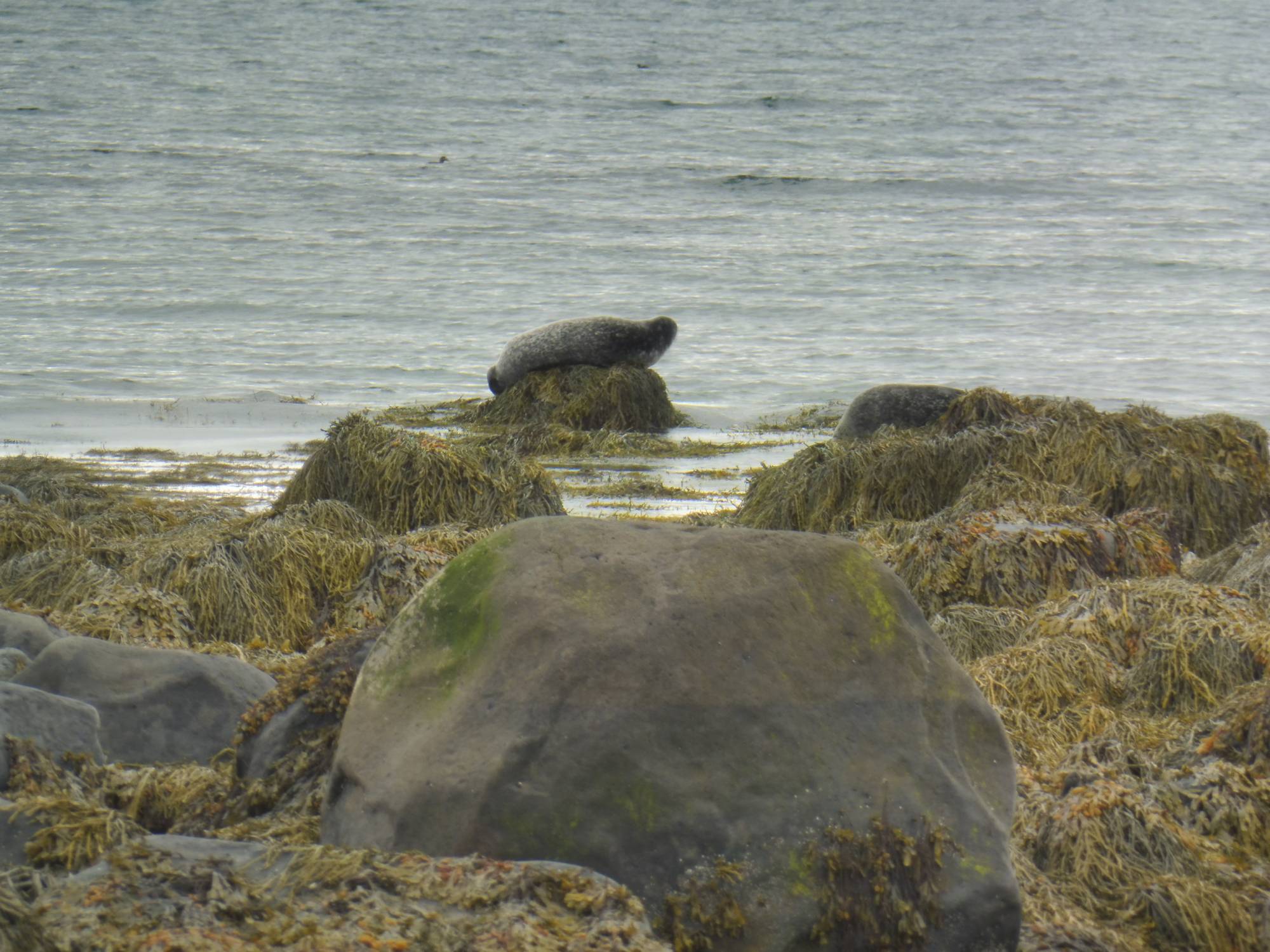 Islande, Ytri Tunga, phoques