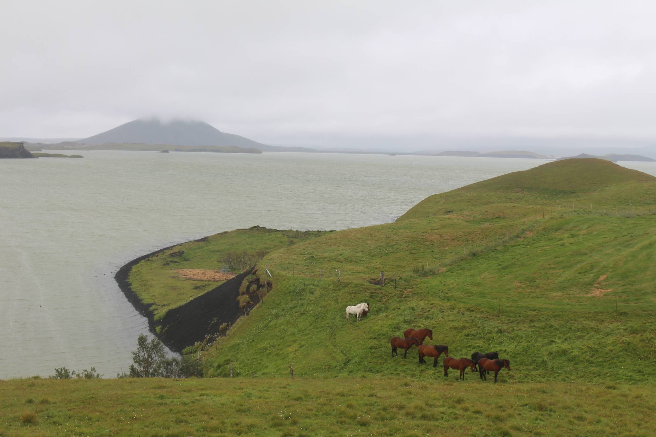 Islande, Myvatn, Skutustadir, chevaux