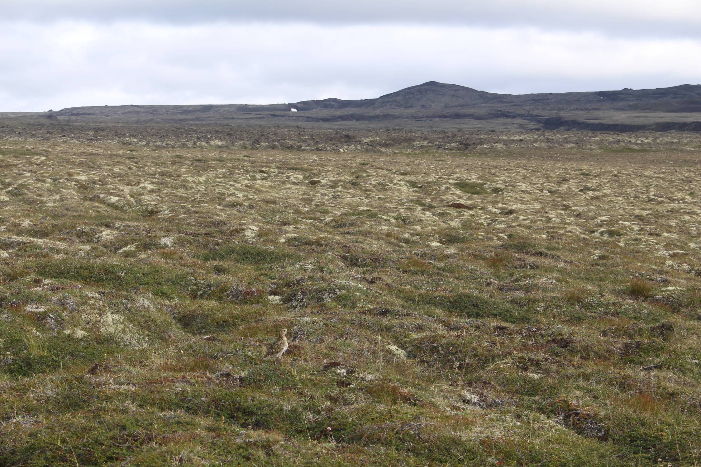 Islande, pluvier doré