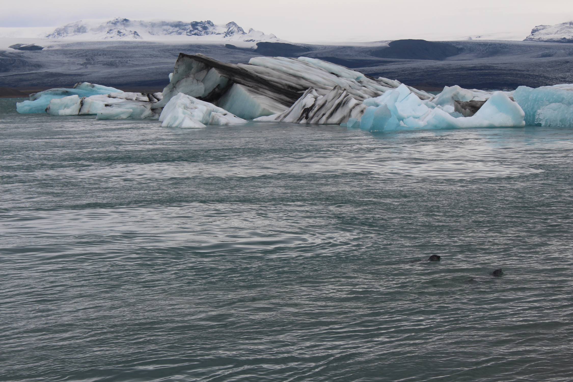 Islande, Jökulsárlón, phoques