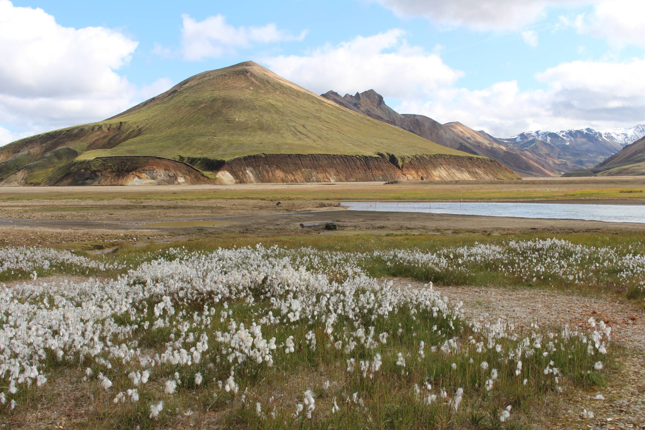 Islande, Landmannalaugar, fleurs