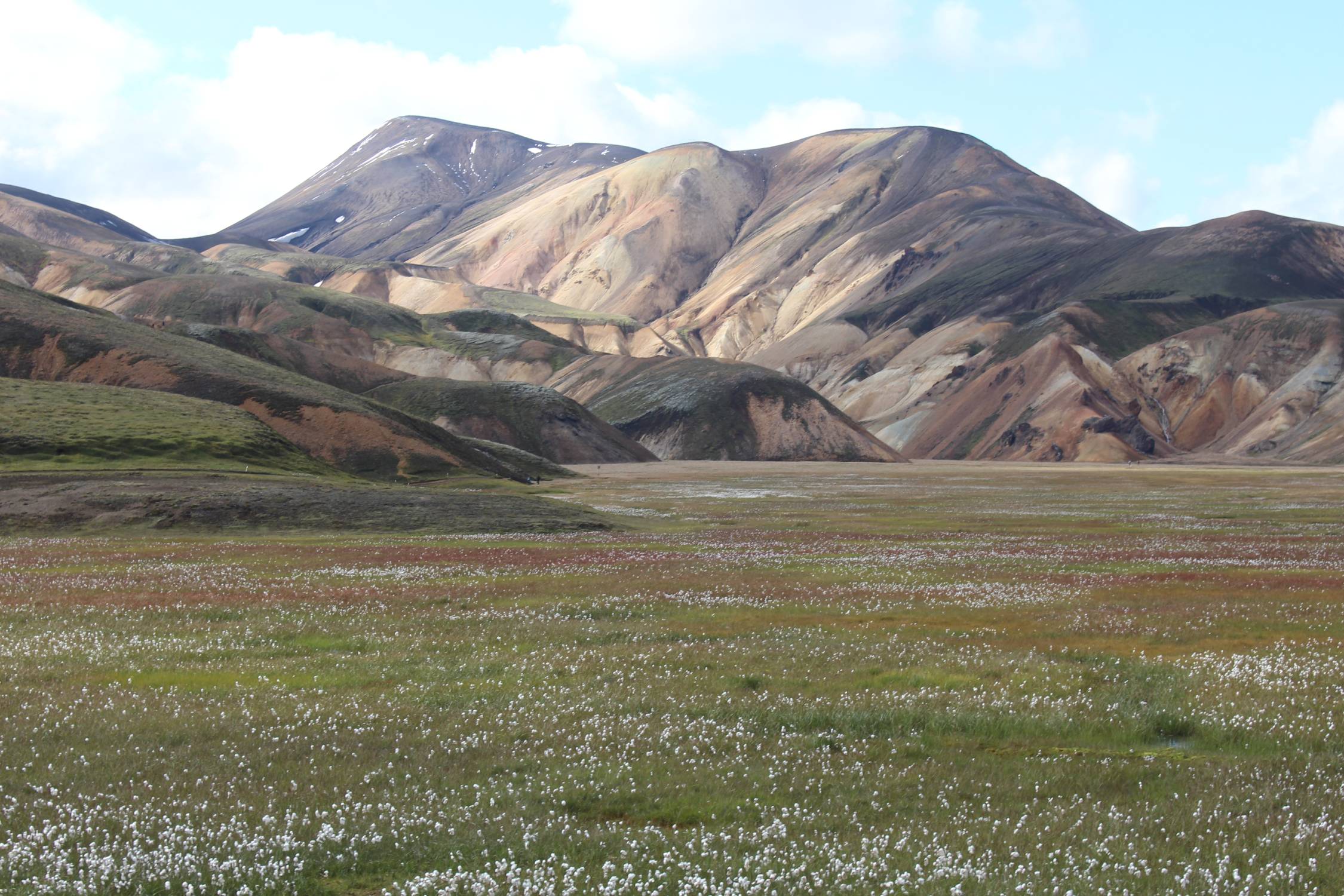 Islande, Landmannalaugar, fleurs, paysage