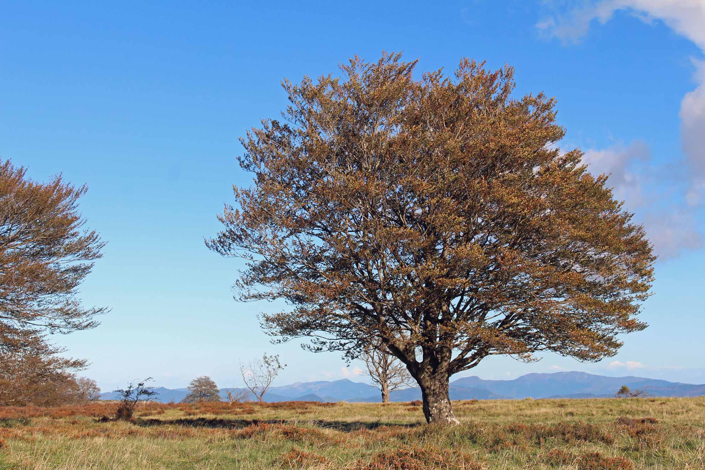 Parc naturel Monte Santiago, arbre