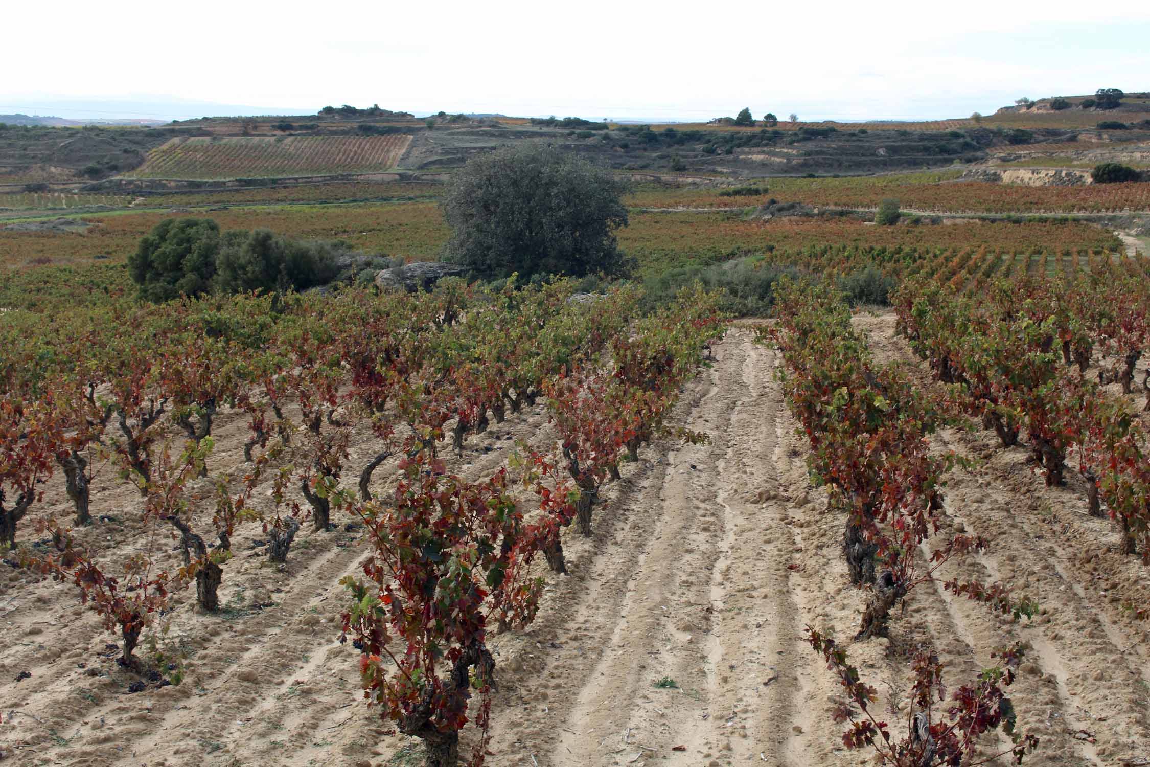 Abalos, vignobles Rioja