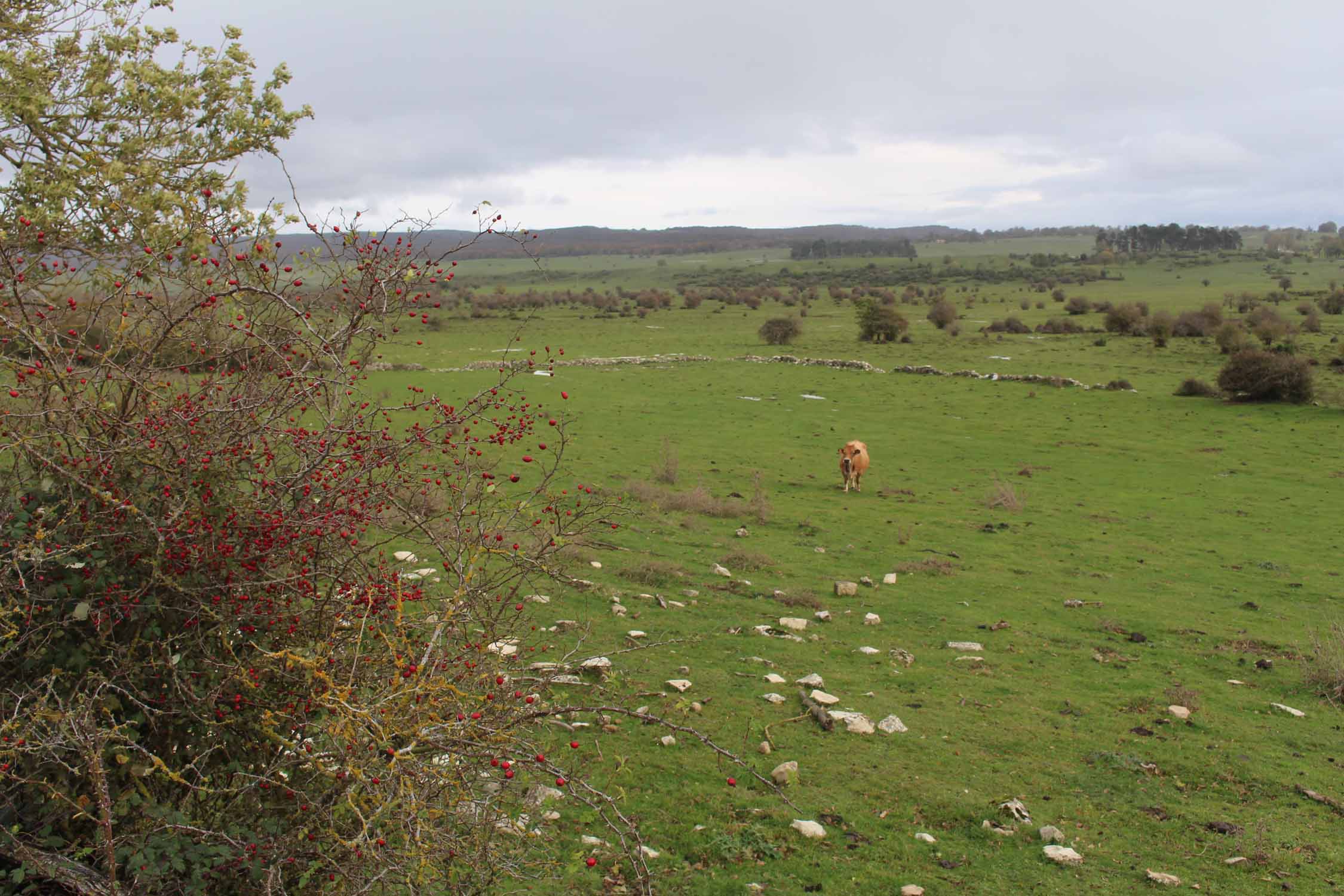 Pays Basque, parc de Urbasa, paysage