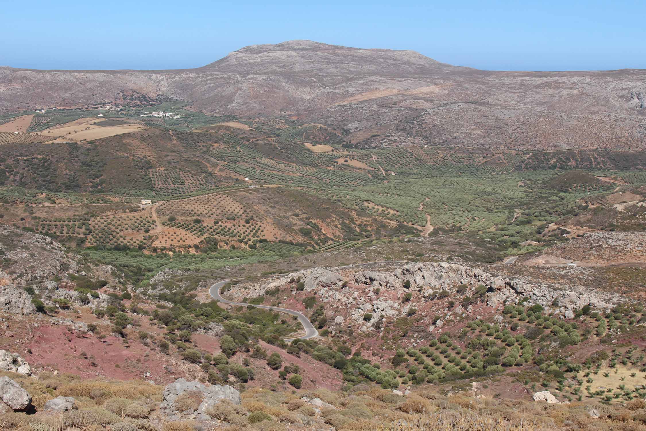 Crète, Zakros, paysage, oliveraies