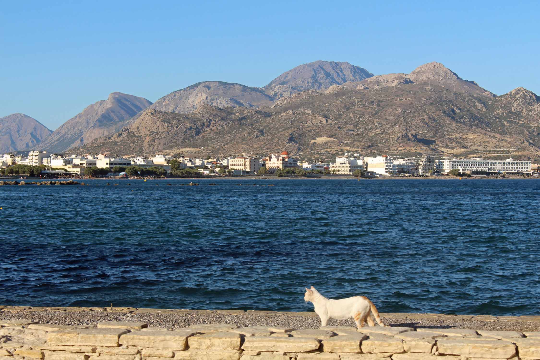 Crète, Ierapetra, paysage, chat