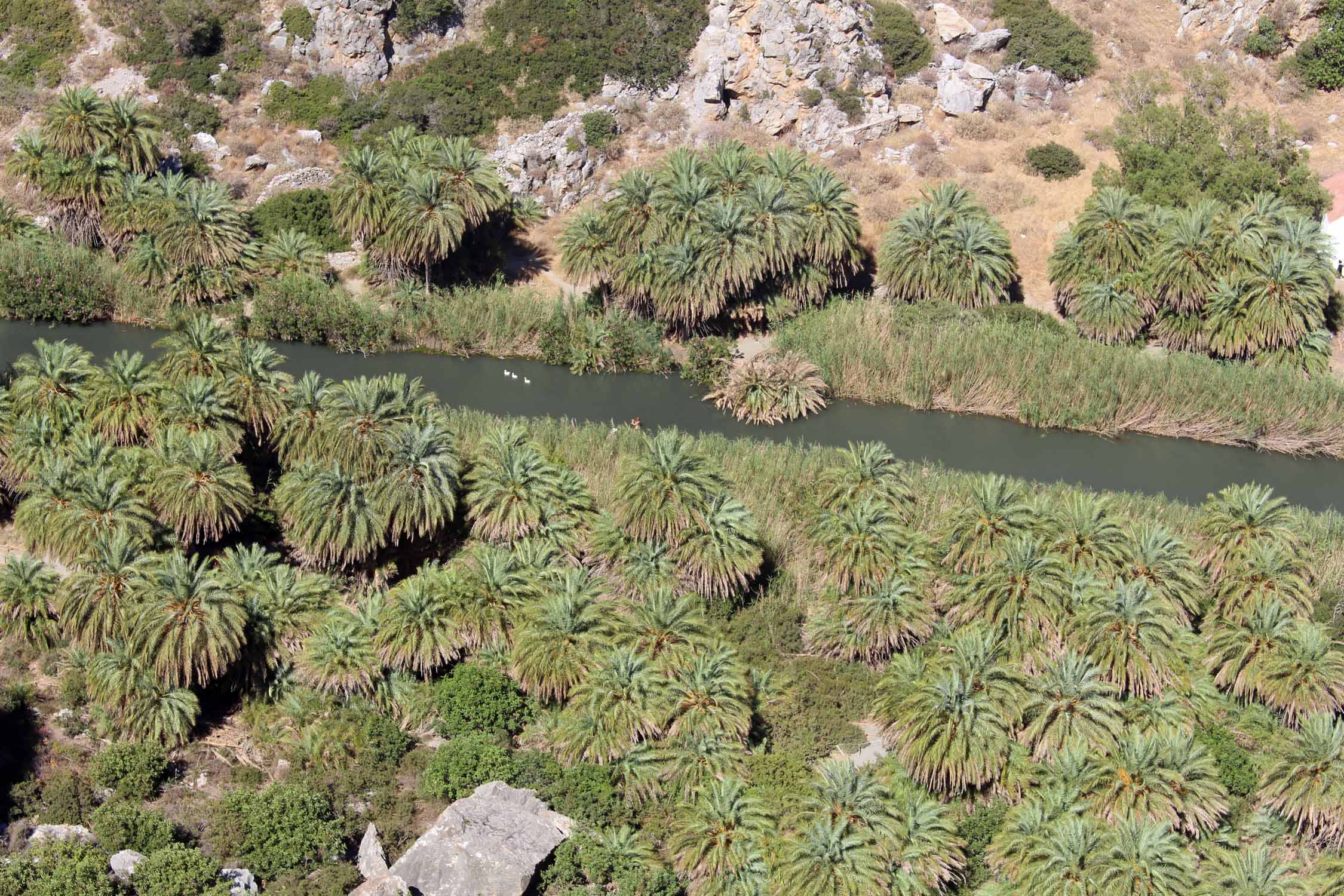 Crète, palmeraie de Preveli