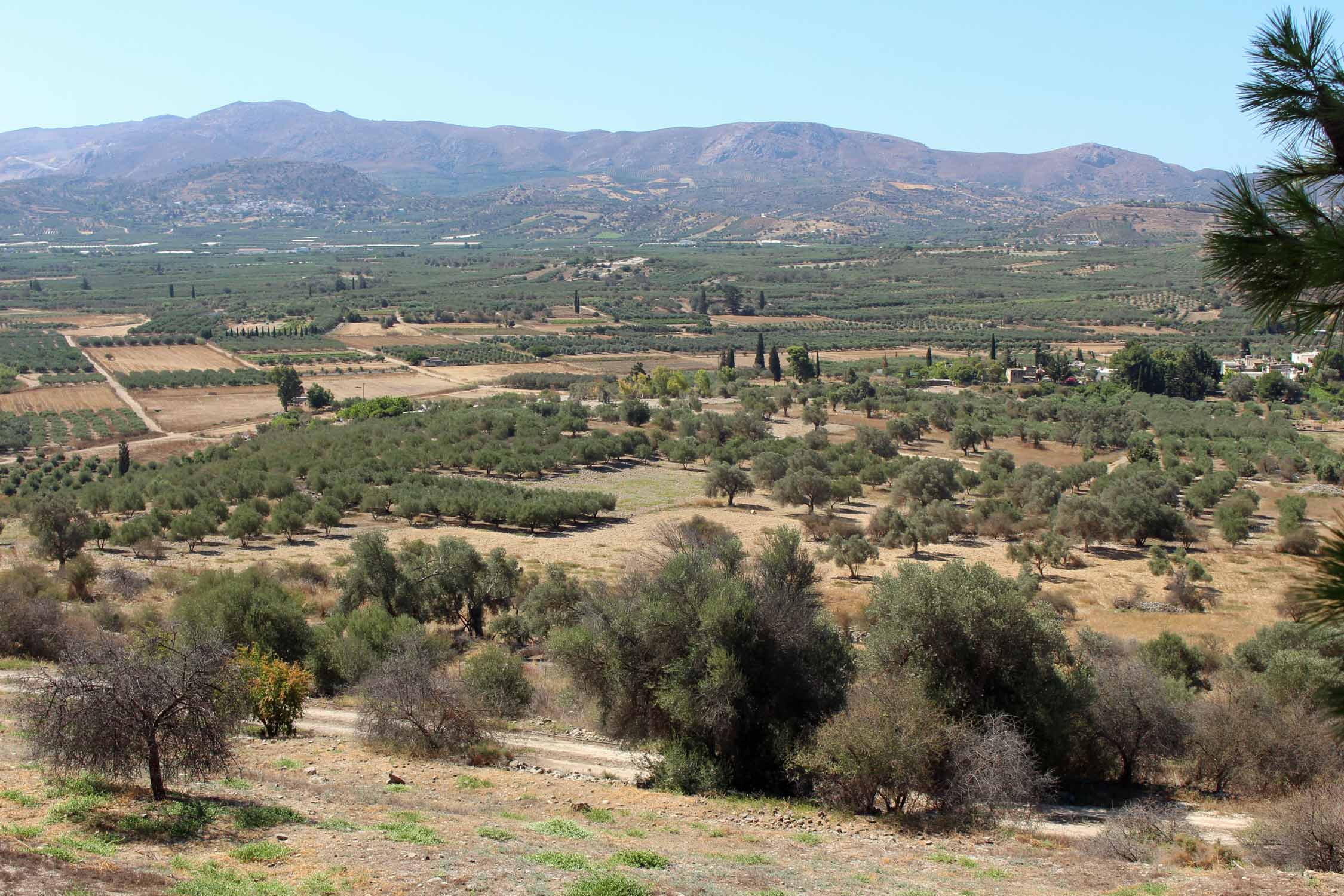 Phaistos, paysage, oliviers