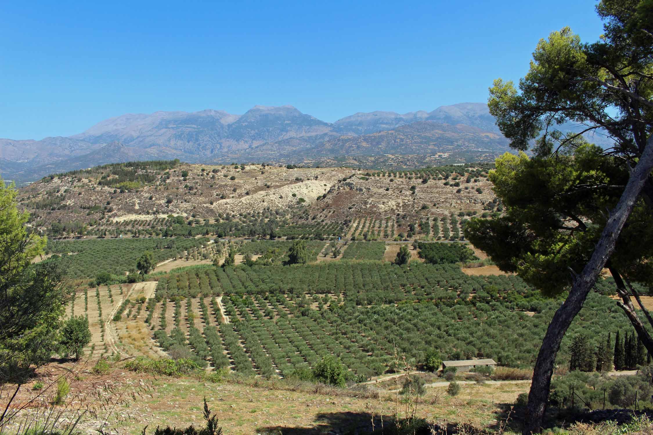 Crète, Phaistos, paysage, oliviers