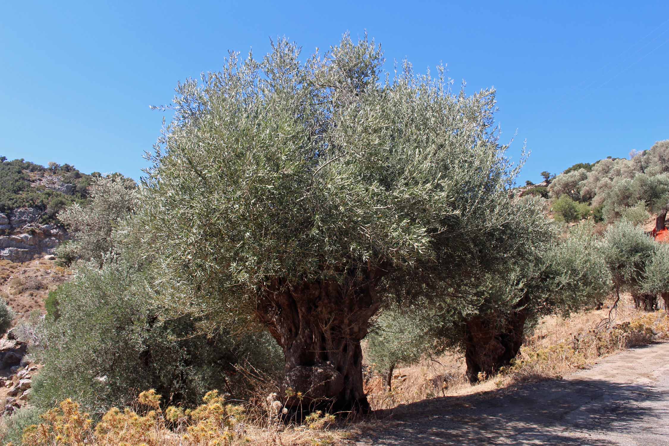 Crète, Azogires, oliviers