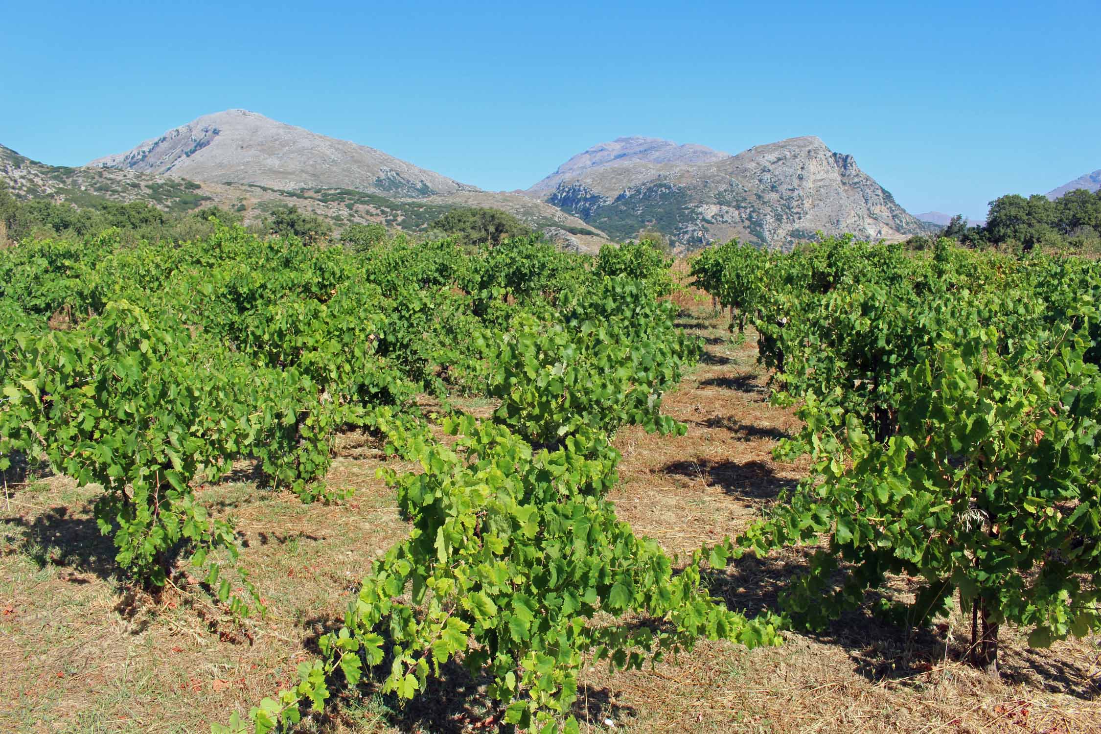 Crète, Karines, vignes