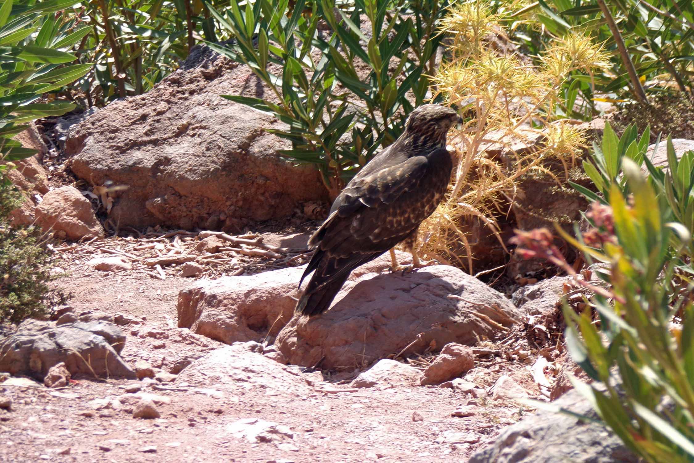 Crète, gorge de Zakros, rapace