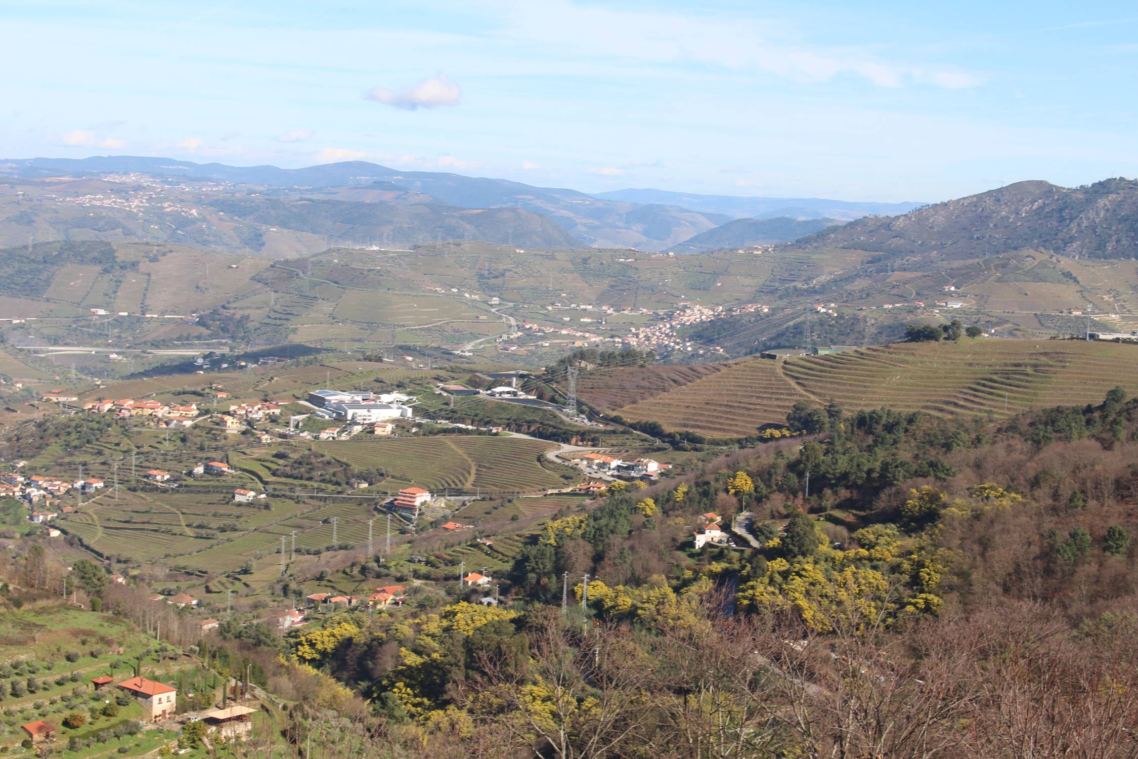 Samodães, vignoble Porto